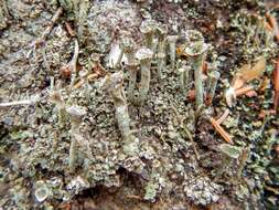 Image of Mealy Pixie-cup Lichen