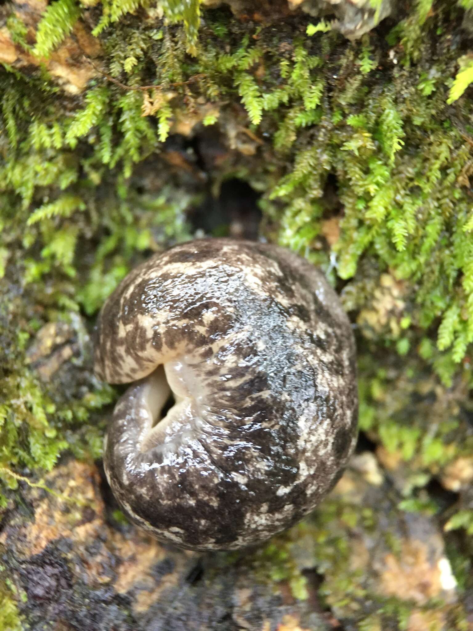 Image of Megapallifera ragsdalei (Webb 1950)