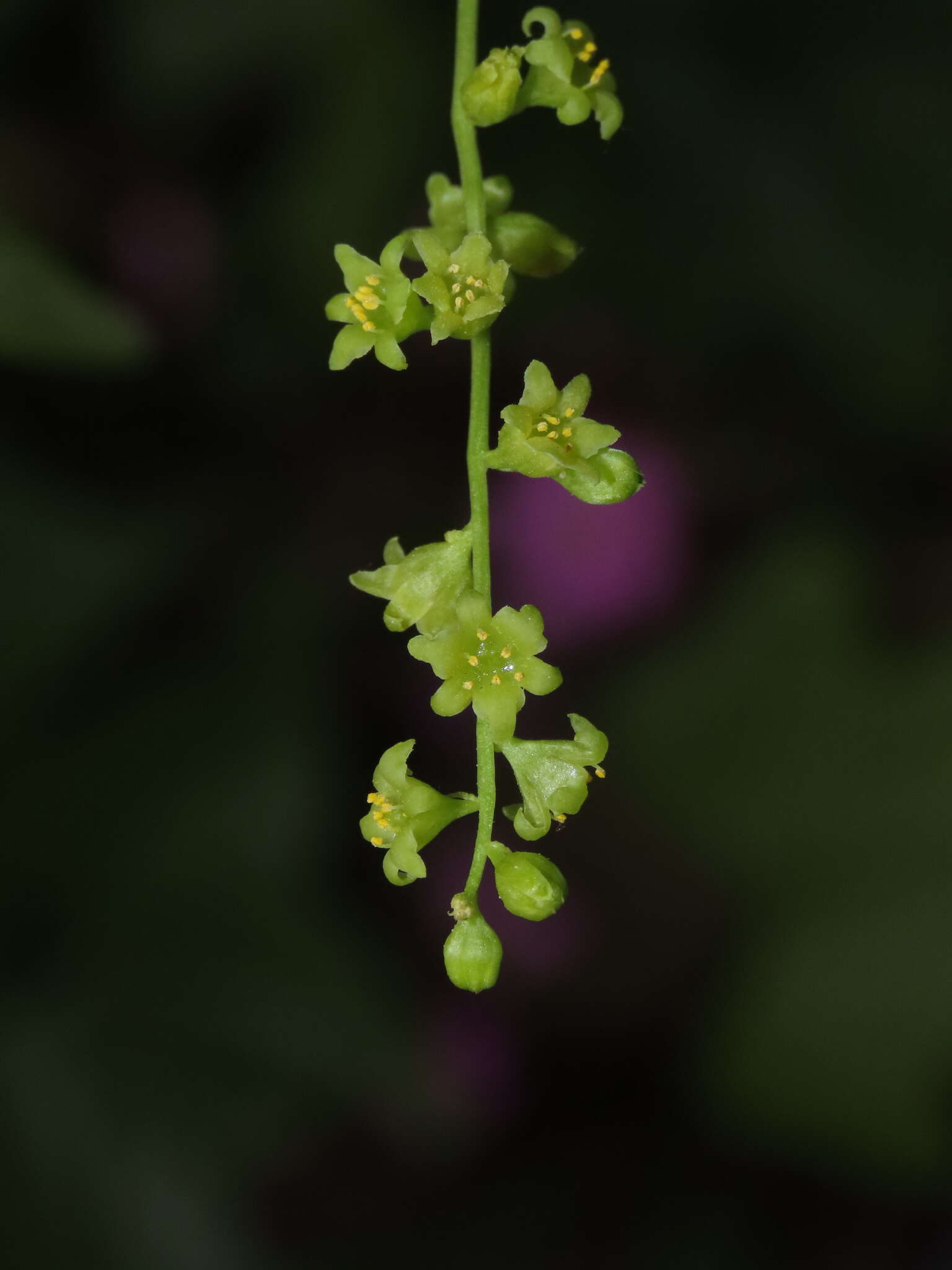 Image of Dioscorea bryoniifolia Poepp.