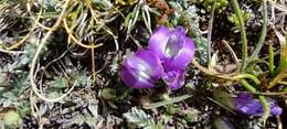 Image of Astragalus uniflorus (Dombey) DC.