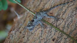 Image of Black-nosed Lizard