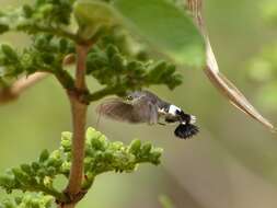 Image of Leucostrophus alterhirundo d'Abrera (1987)