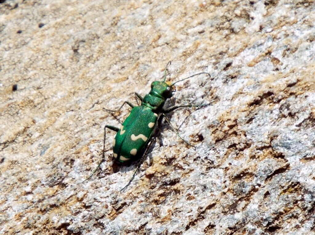 Image of Cicindela (Cicindela) gallica Brullé 1834