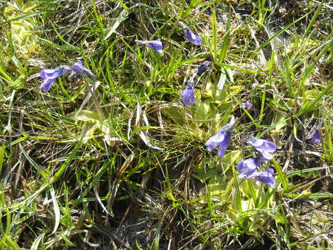 Sivun Pinguicula leptoceras Rchb. kuva