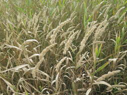 Image of Calamagrostis extremiorientalis (Tzvelev) Prob.