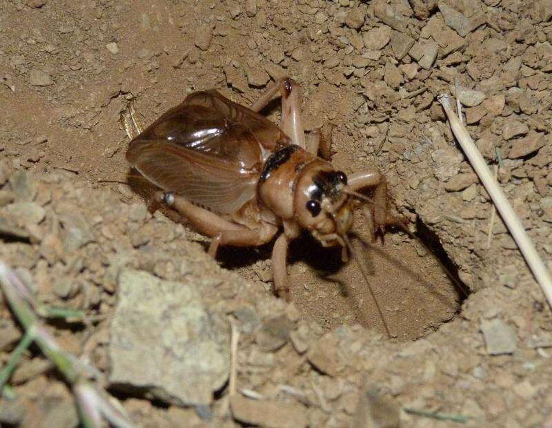 Image of Brachytrupes membranaceus (Drury 1770)