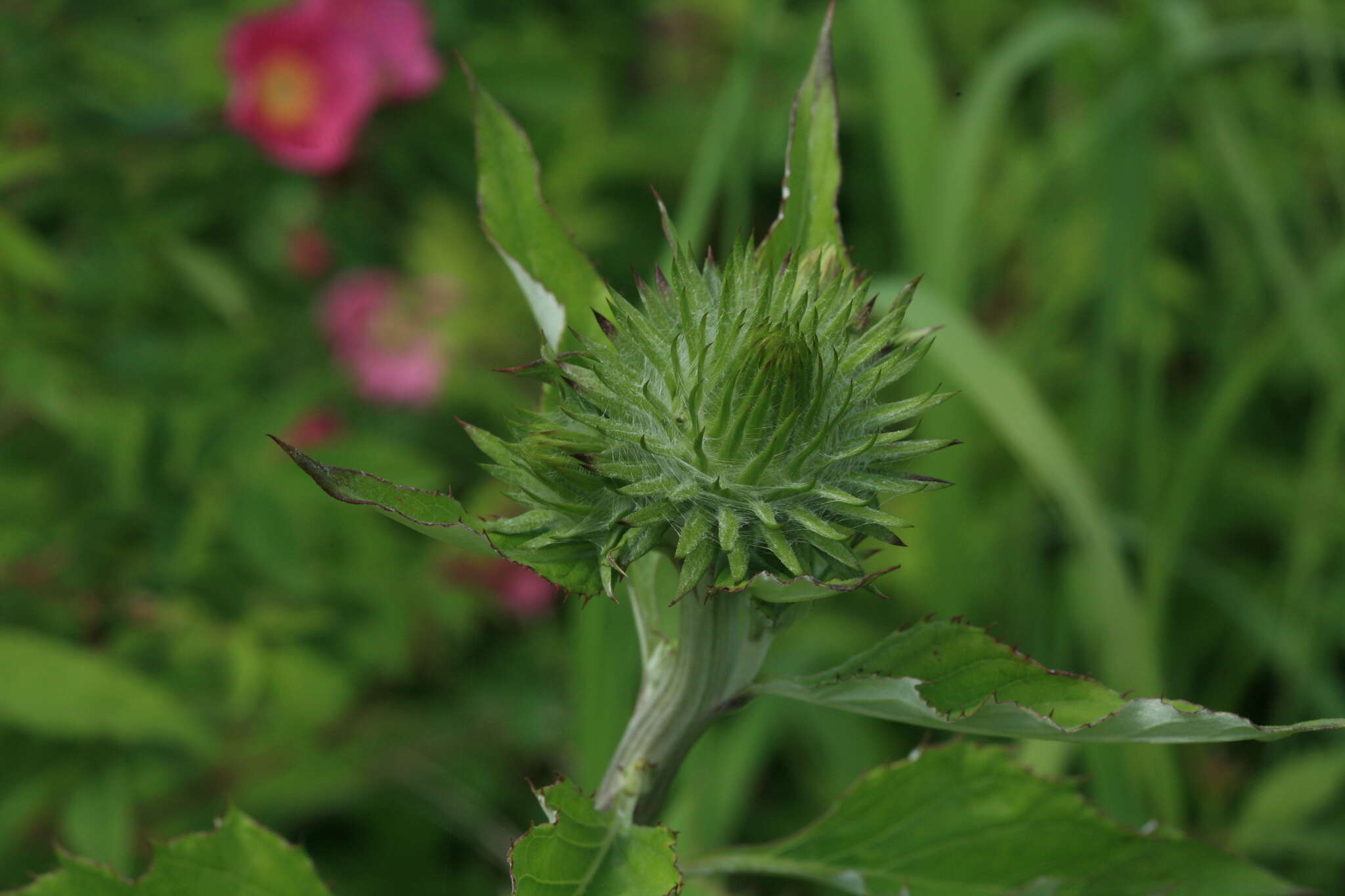 Image of Synurus deltoides (Ait.) Nakai