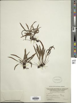 Image of <i>Elaphoglossum tenax</i> Rosenst.