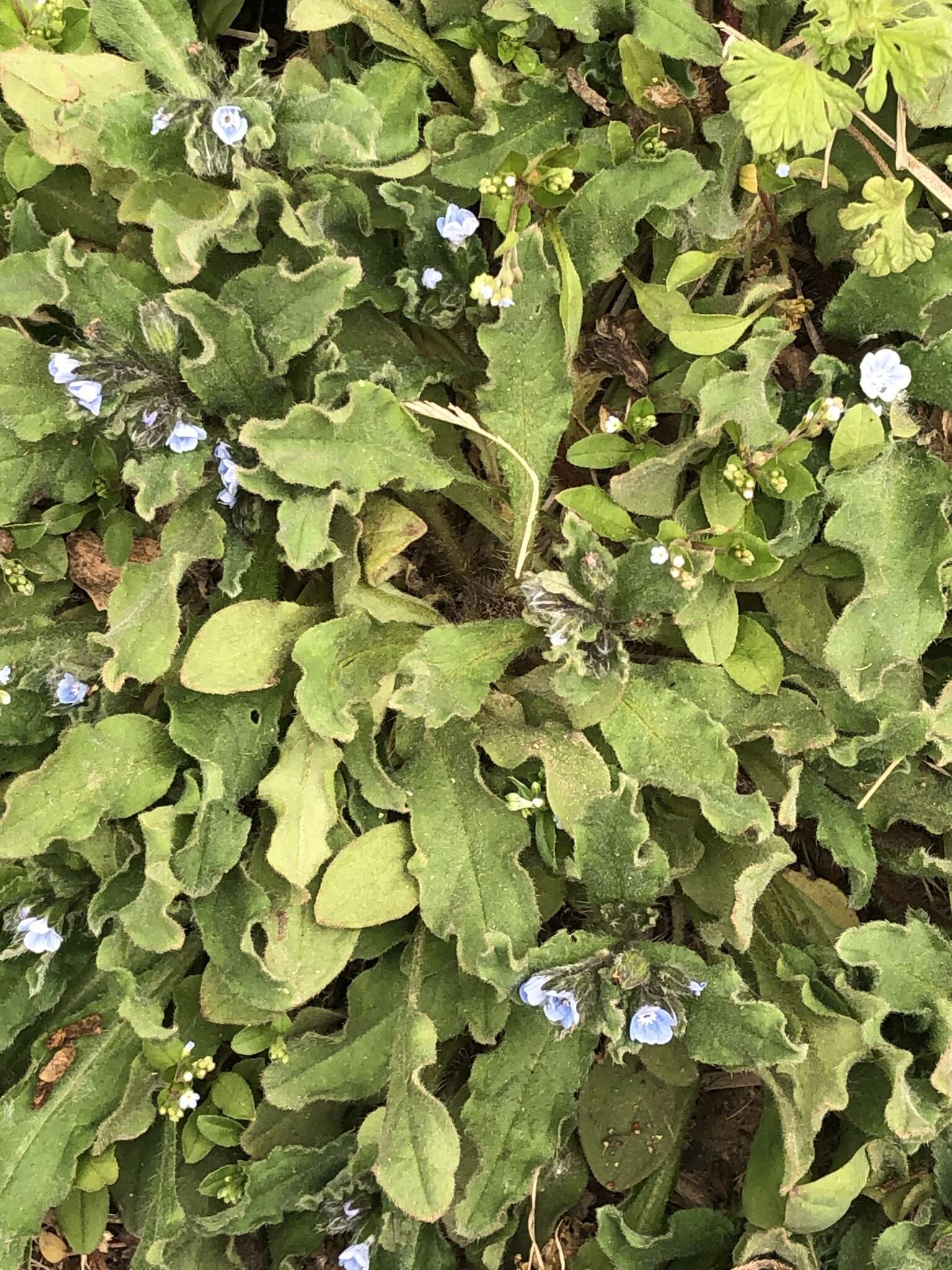 Image of Bothriospermum chinense Bunge