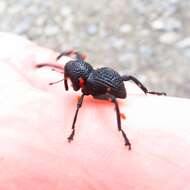 Image of Black tree weevil