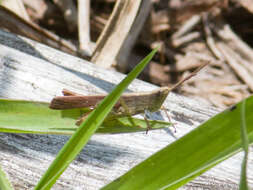 Eutryxalis filata (Walker & F. 1870) resmi