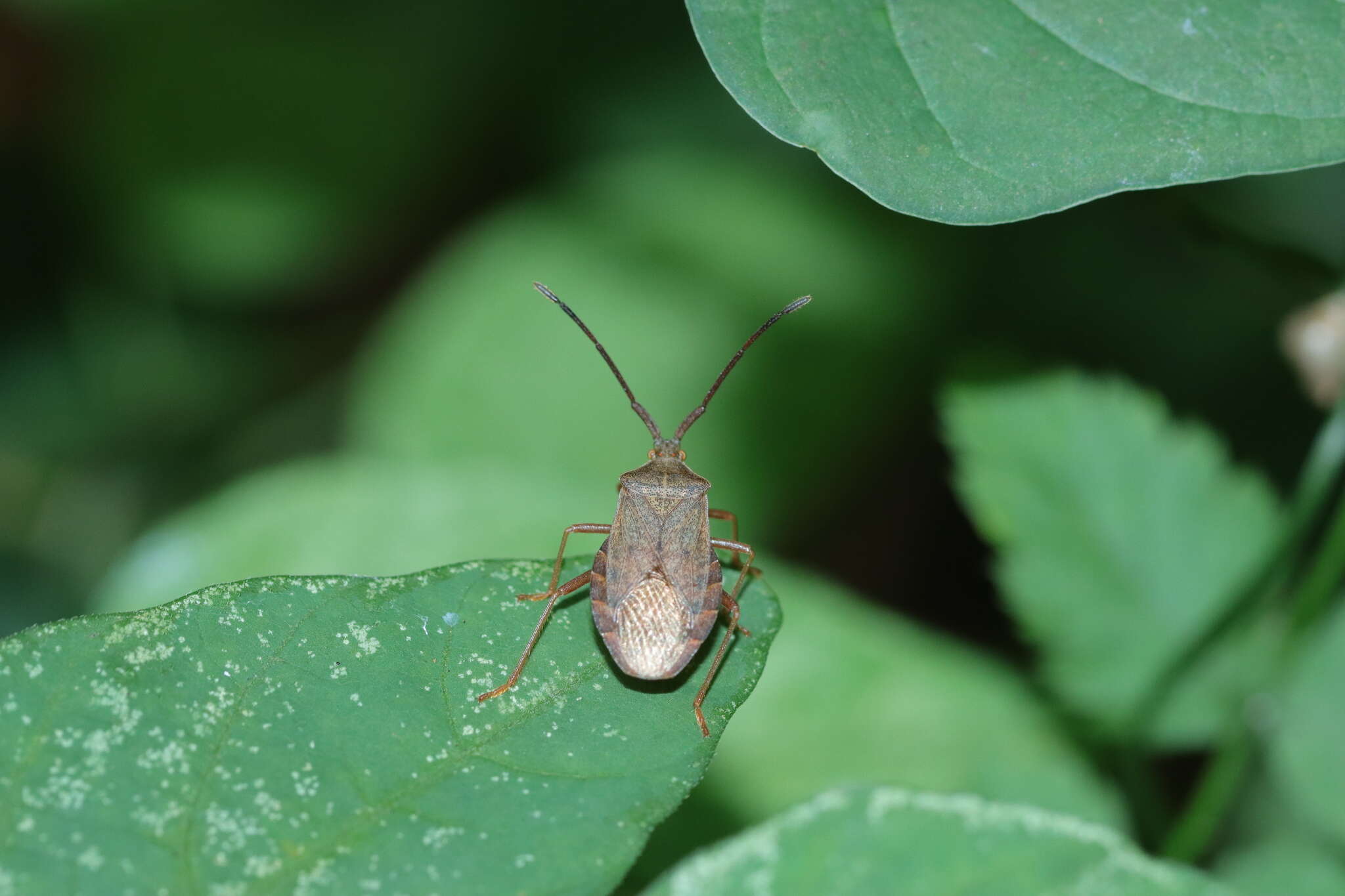 Imagem de Homoeocerus (Tliponius) dilatatus Horváth 1879