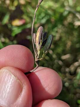 Image of nodding rattlesnakeroot