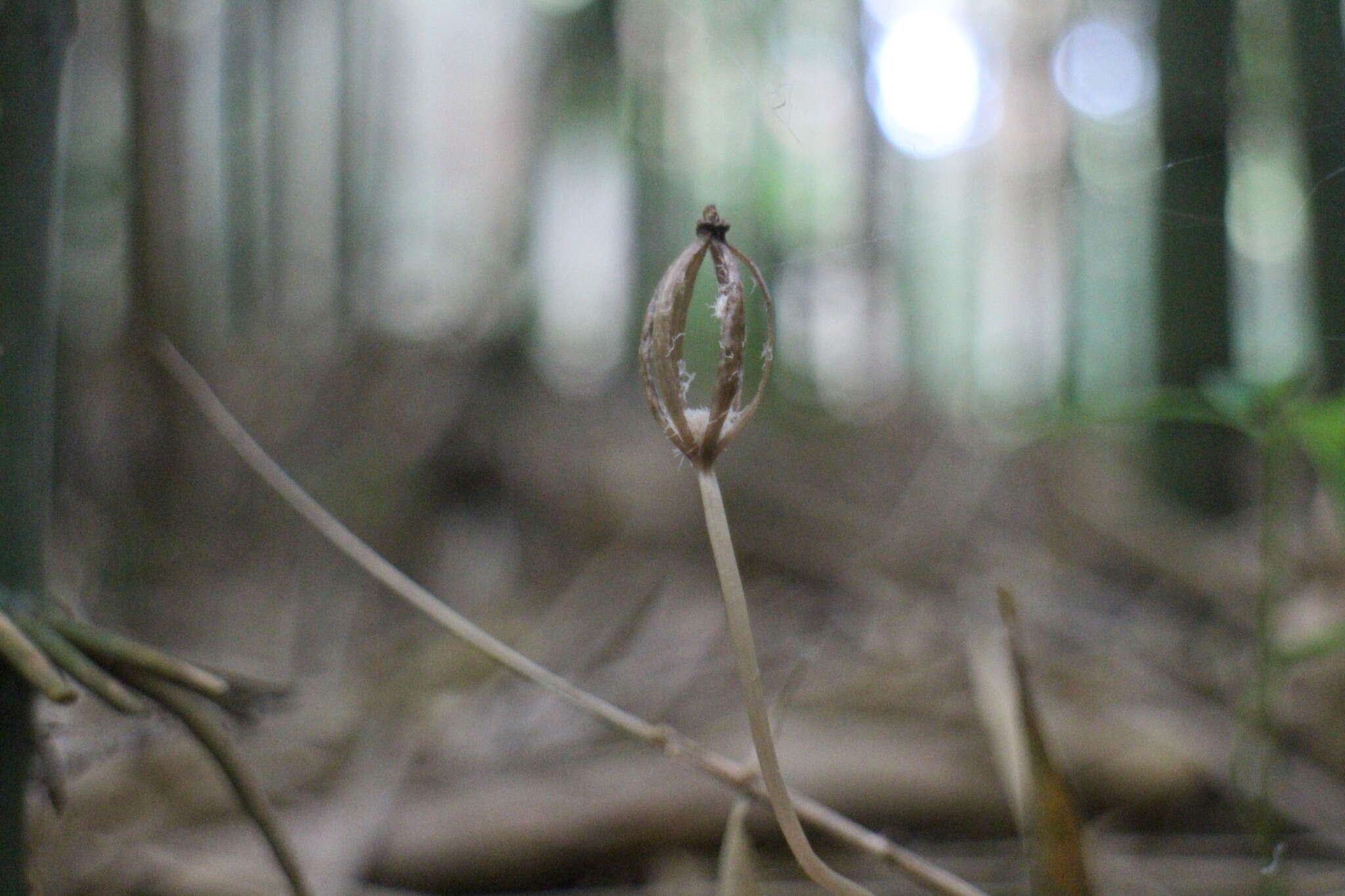 Image of Gastrodia pubilabiata Y. Sawa