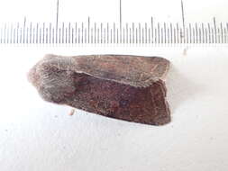 Слика од Orthosia incerta Hufnagel 1767