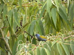 Image of Blue-capped Tanager