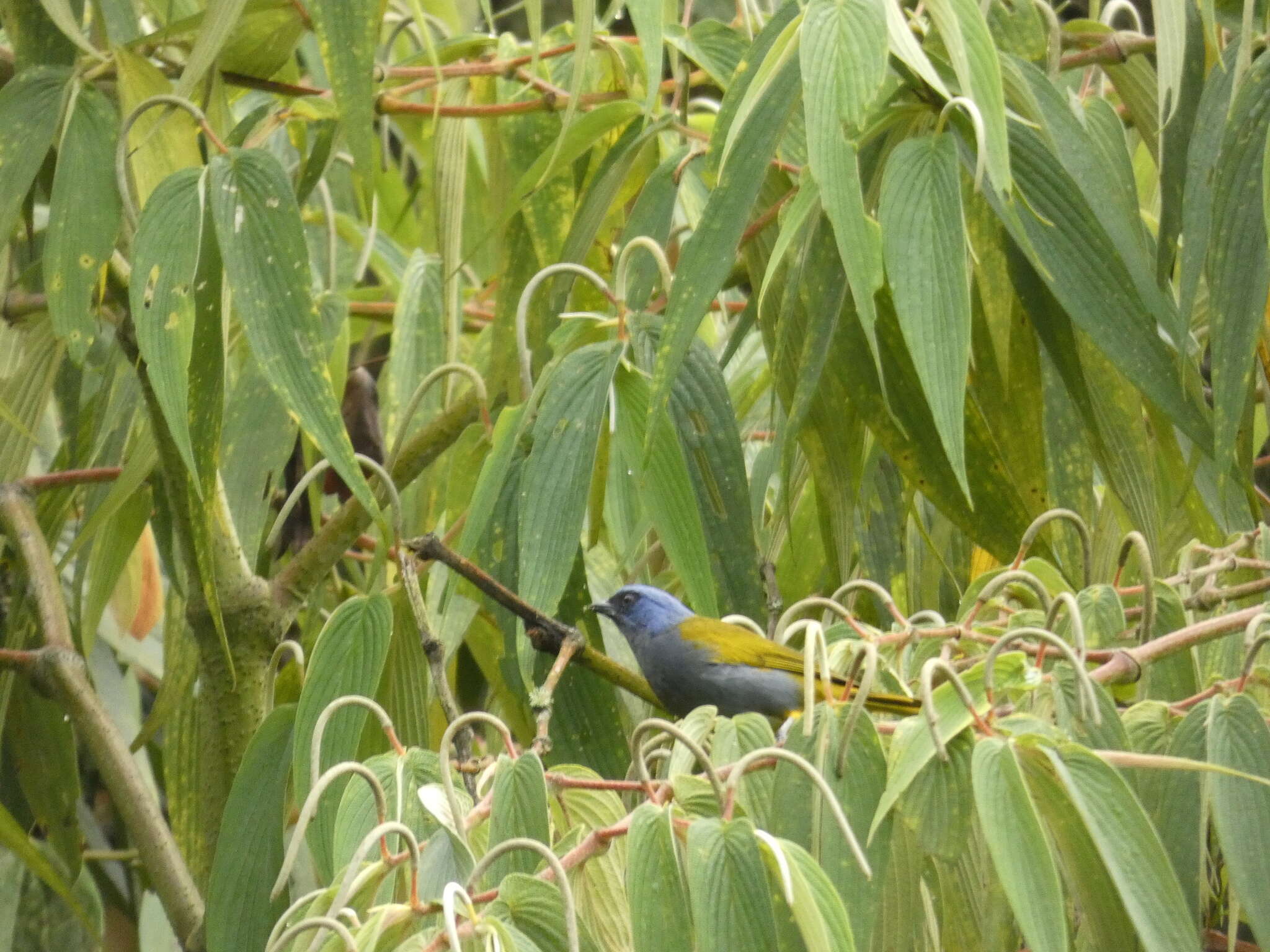 Image of Blue-capped Tanager