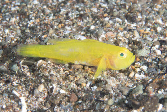 صورة Lubricogobius