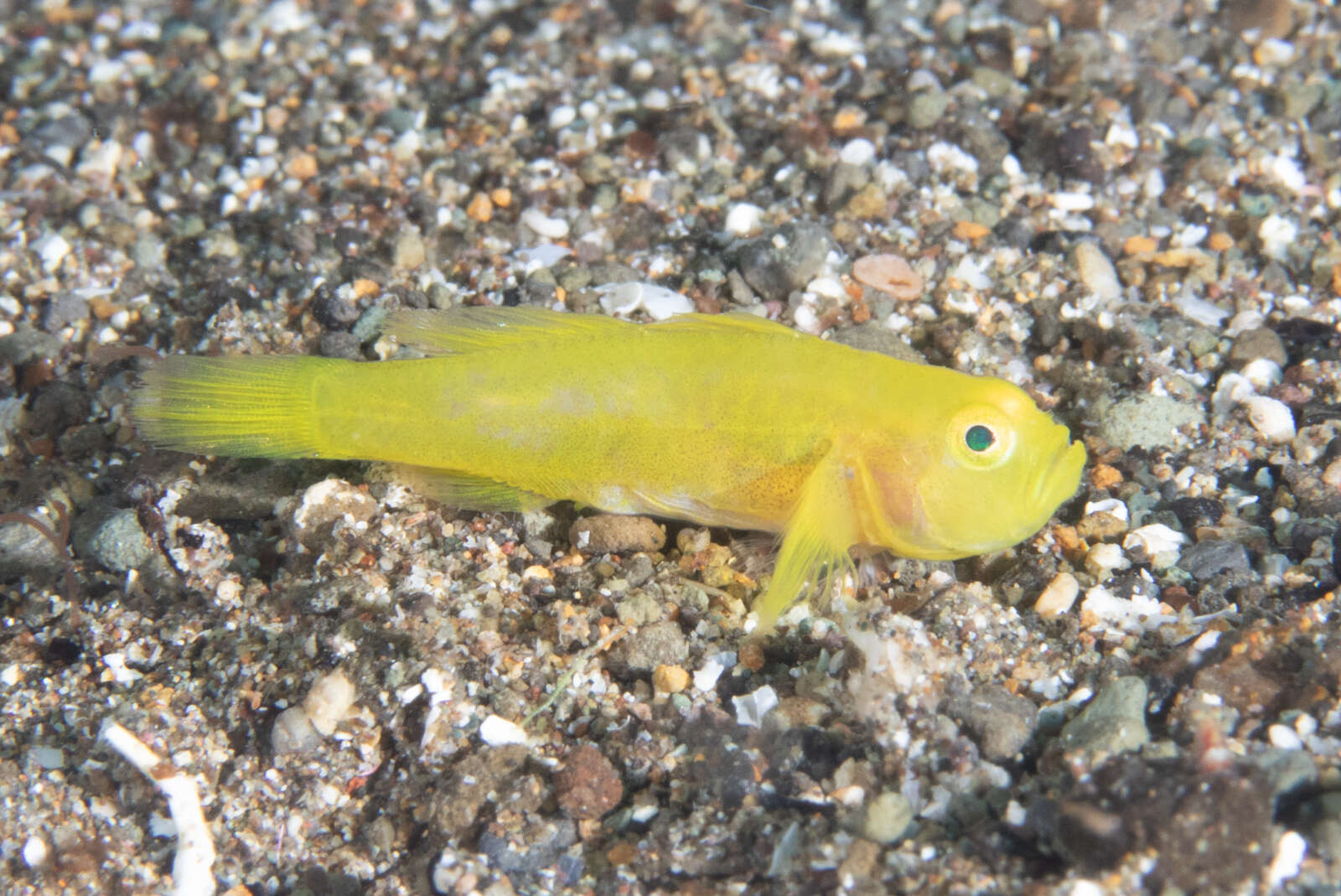 Image of Lubricogobius