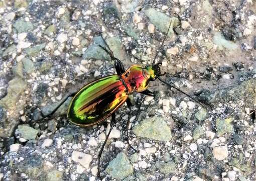 Image of <i>Carabus <i>lineatus</i></i> lineatus