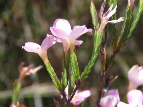 Image of Lachnaea uniflora (L.) Cr.