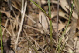 صورة Coreopsis nudata Nutt.