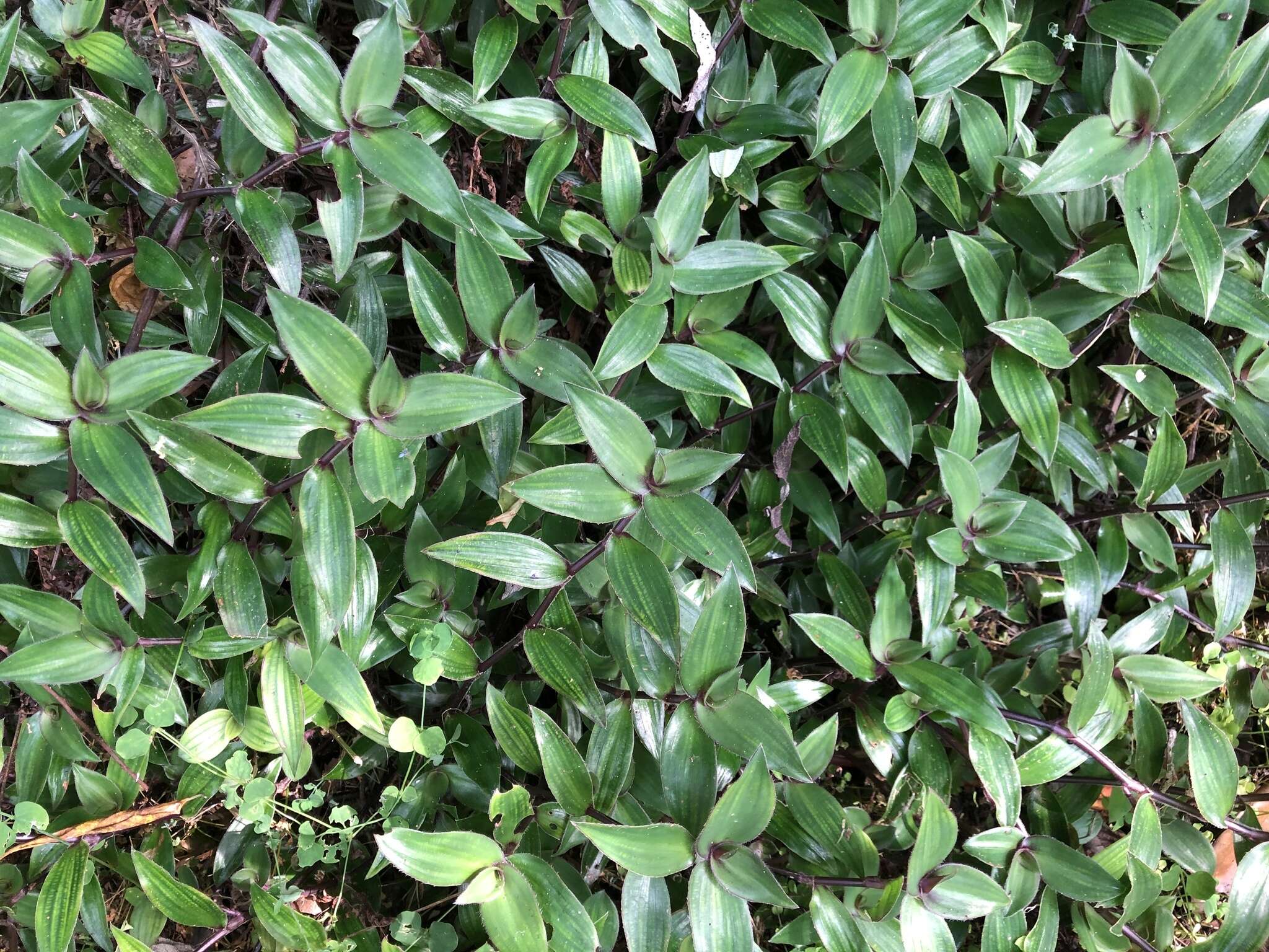 Image of Belosynapsis ciliata (Blume) R. S. Rao