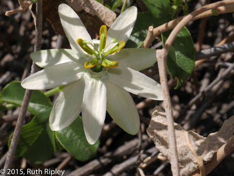 Passiflora peduncularis Cav.的圖片