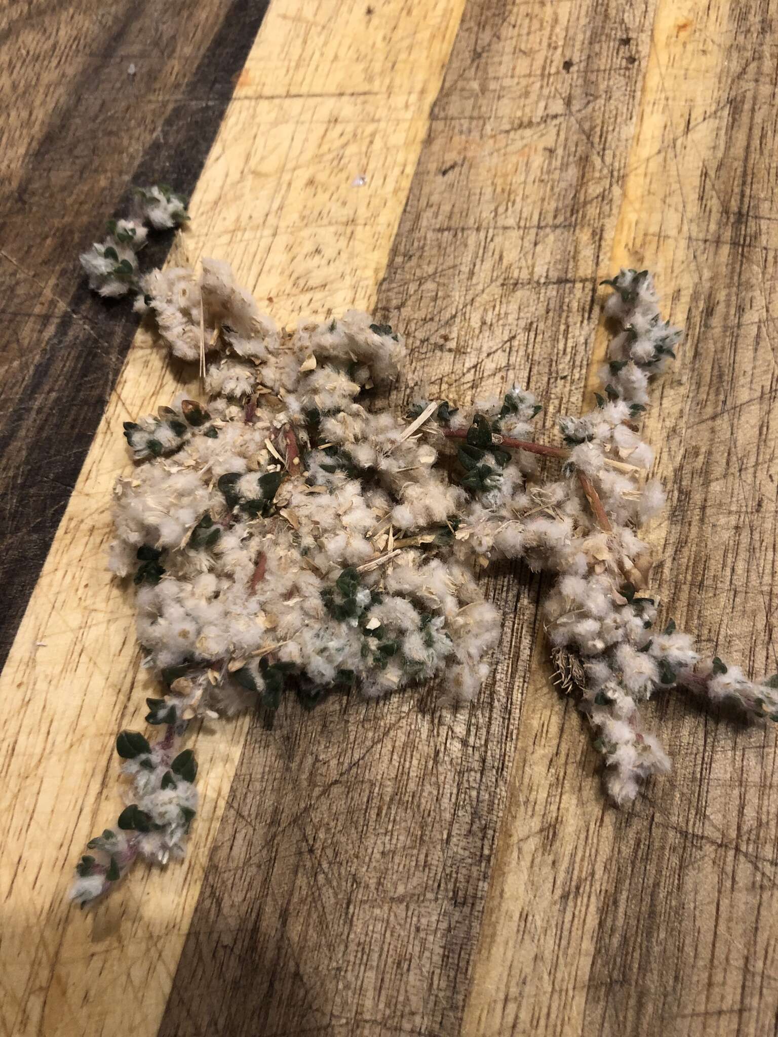 Image of woolly cottonflower