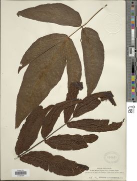 Image of <i>Tectaria polymorpha</i> (Wall. ex Hook.) Copel.