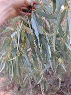 Image of Eucalyptus camaldulensis subsp. arida Brooker & M. W. Mc Donald