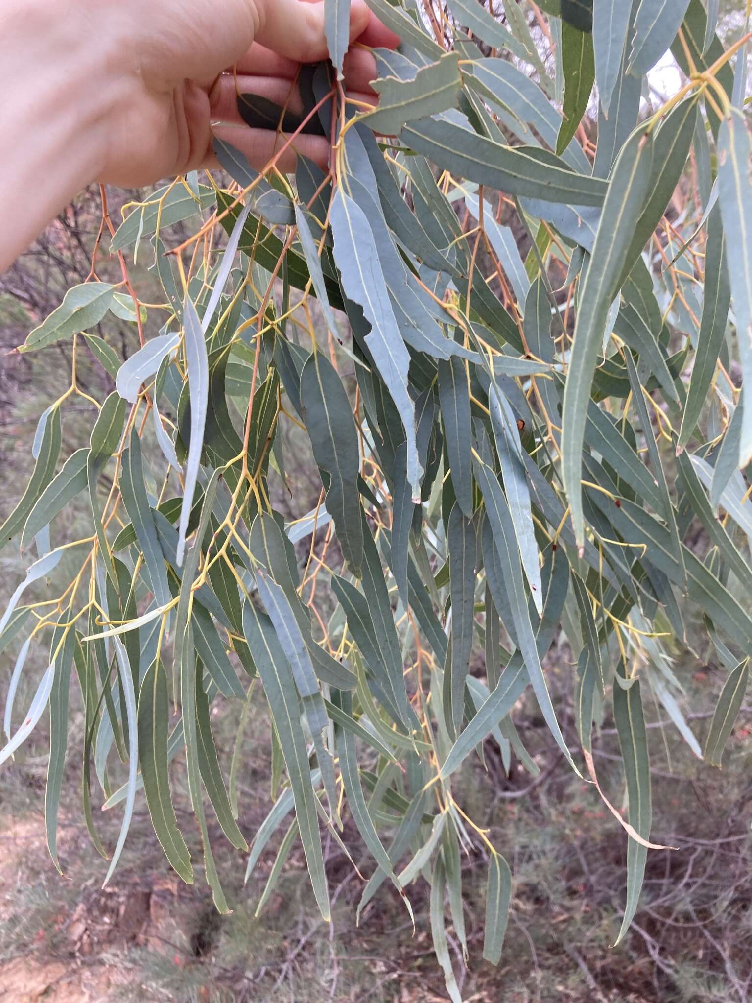 Image of Eucalyptus camaldulensis subsp. arida Brooker & M. W. Mc Donald