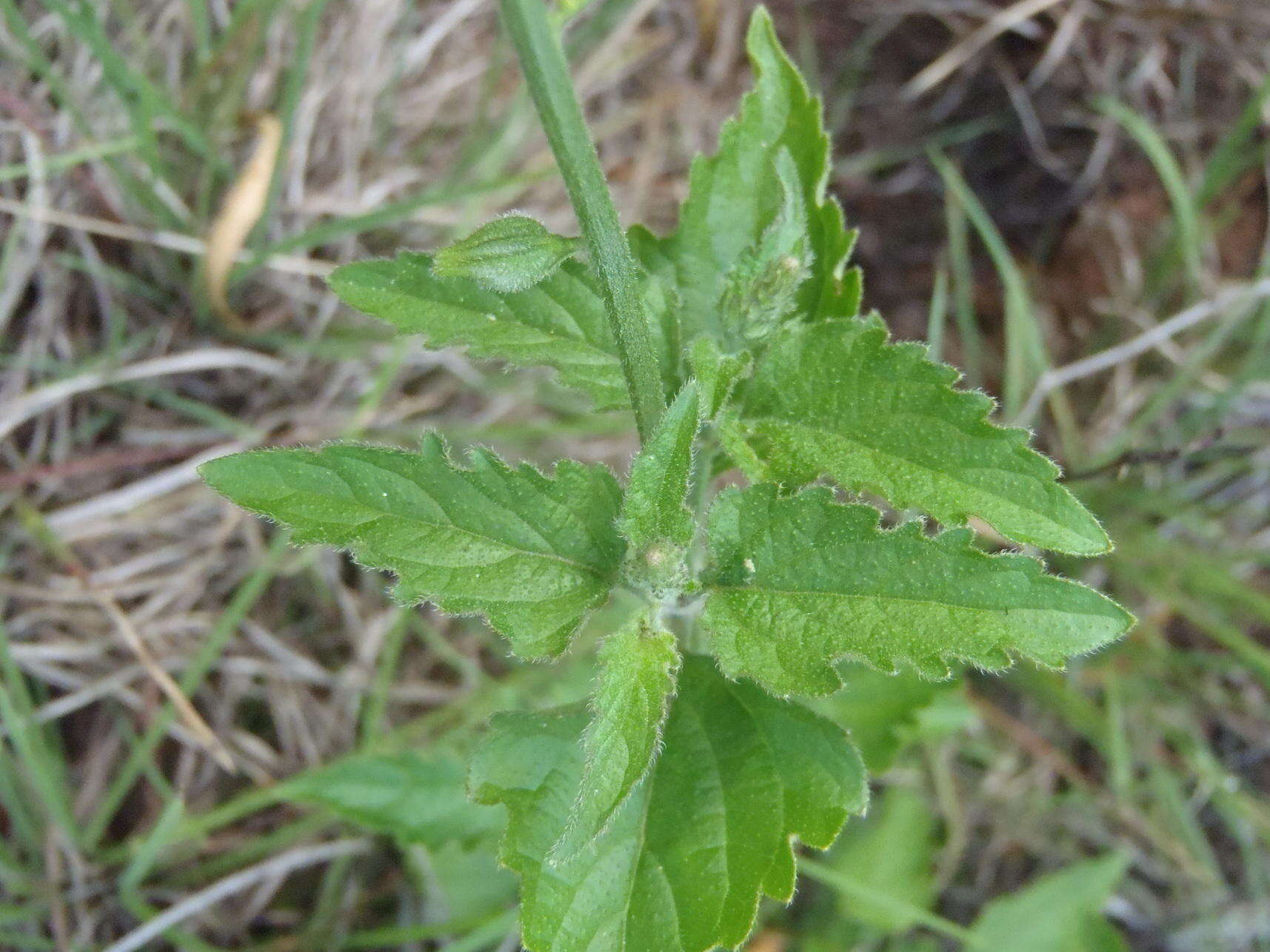 Image of Priva adhaerens (Forssk.) Chiov.