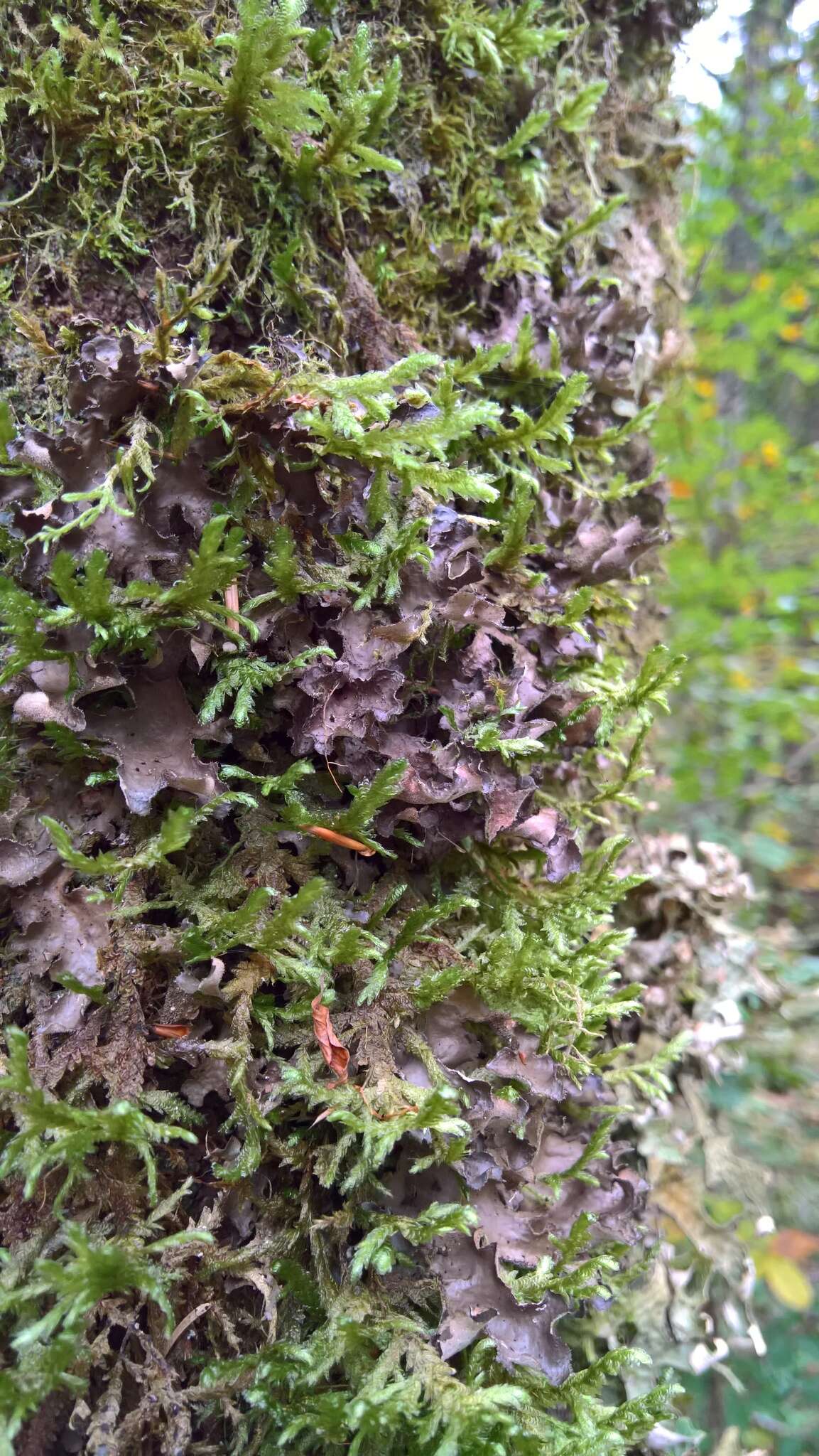 Image of spotted felt lichen