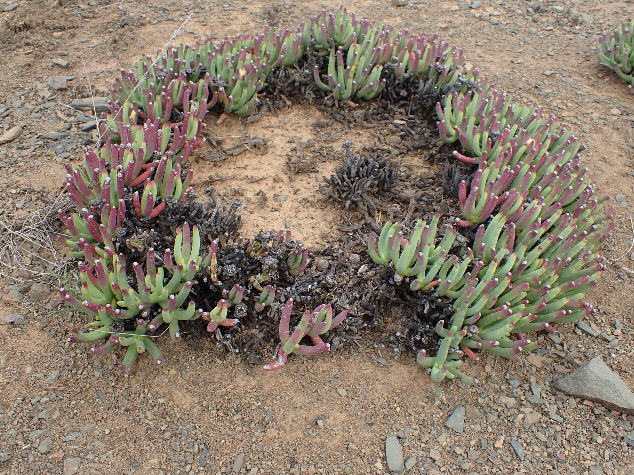 صورة Cylindrophyllum calamiforme (L.) Schwant.