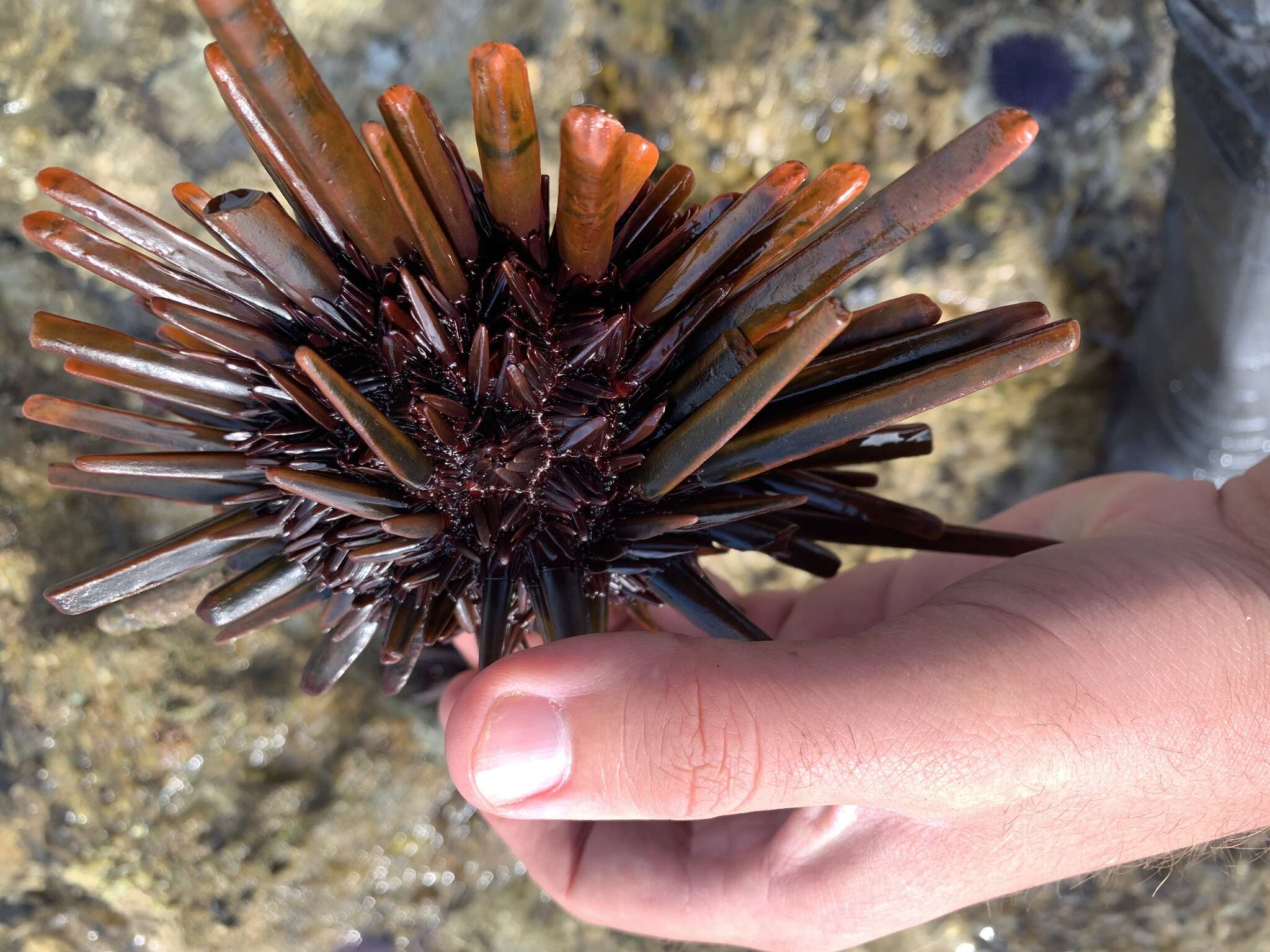 Image of Red pencil urchin