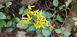 Image of Solidago virgaurea subsp. asiatica (Nakai ex Hara) Kitam. ex Hara