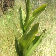 Image of Habenaria strictissima Rchb. fil.