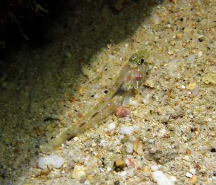 Fusigobius duospilus Hoese & Reader 1985 resmi