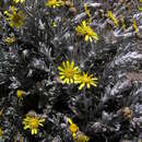 Image of Senecio telekii O. Hoffm.