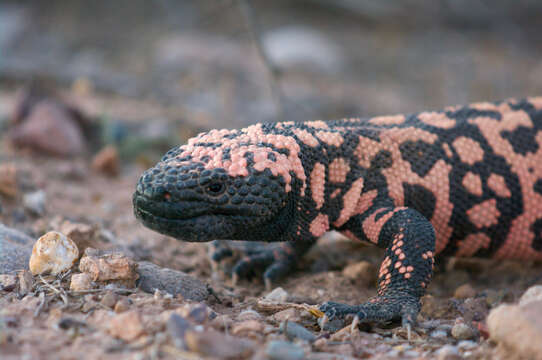 Image of Reticulated gila monster