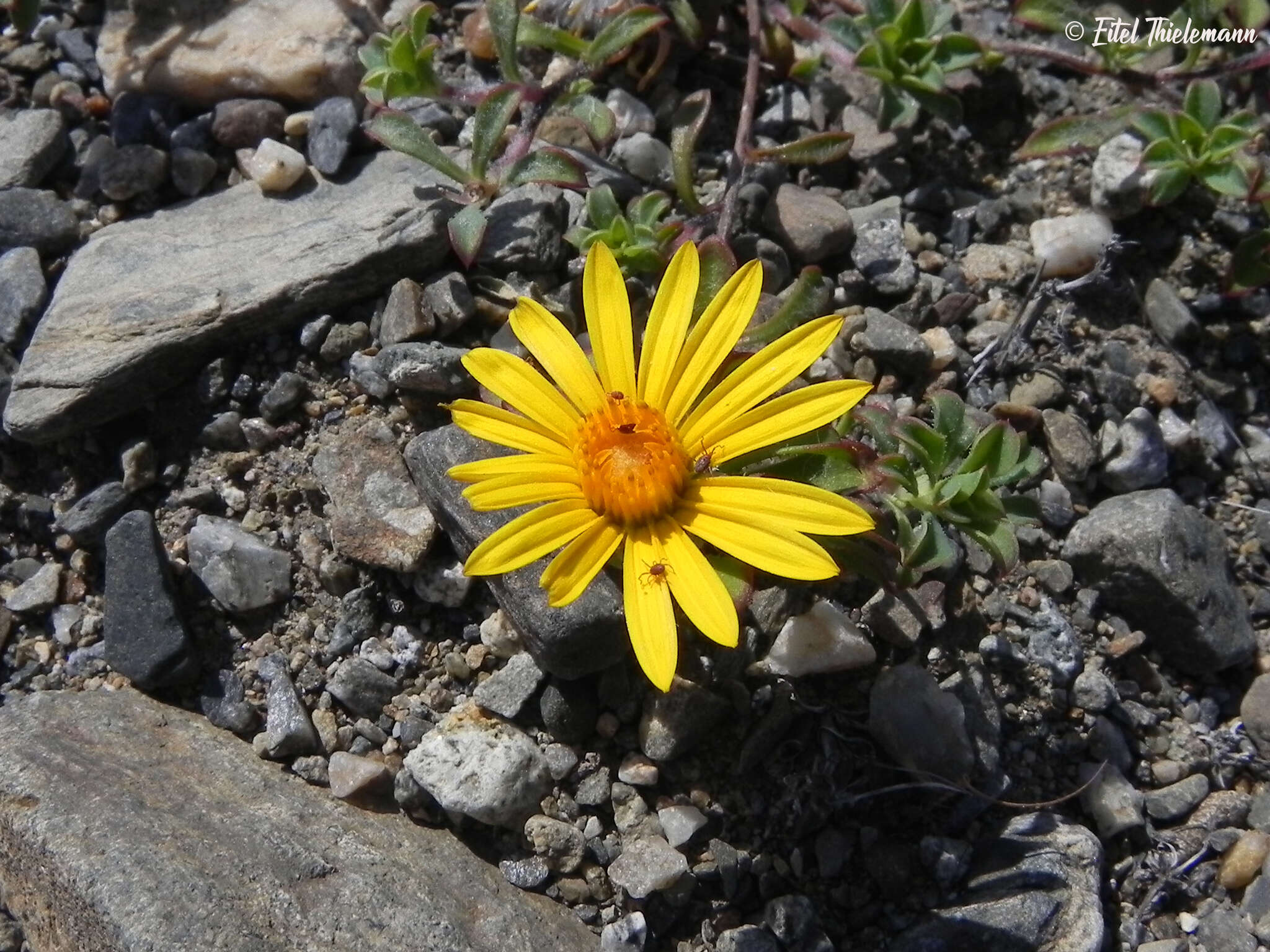 Image de Chaetanthera glabrata (DC.) Fr. Meigen