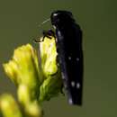 Image of Soapberry Borer