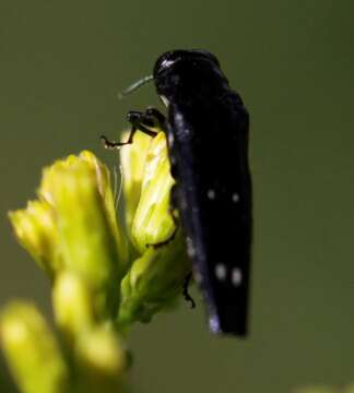 Sivun Agrilus prionurus Chevrolat 1838 kuva