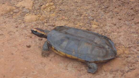 Image of Platemys