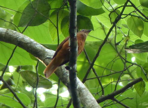 Image of Fraser's Rufous Thrush