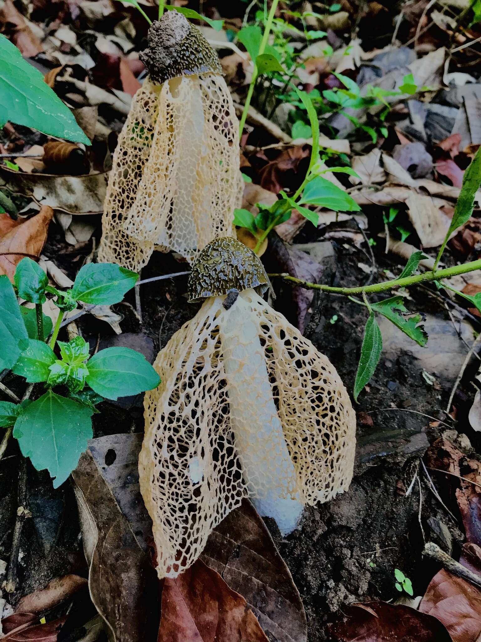 Plancia ëd Phallus lutescens