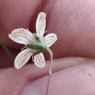 Слика од Gypsophila capillaris (Forsk.) C. Chr.