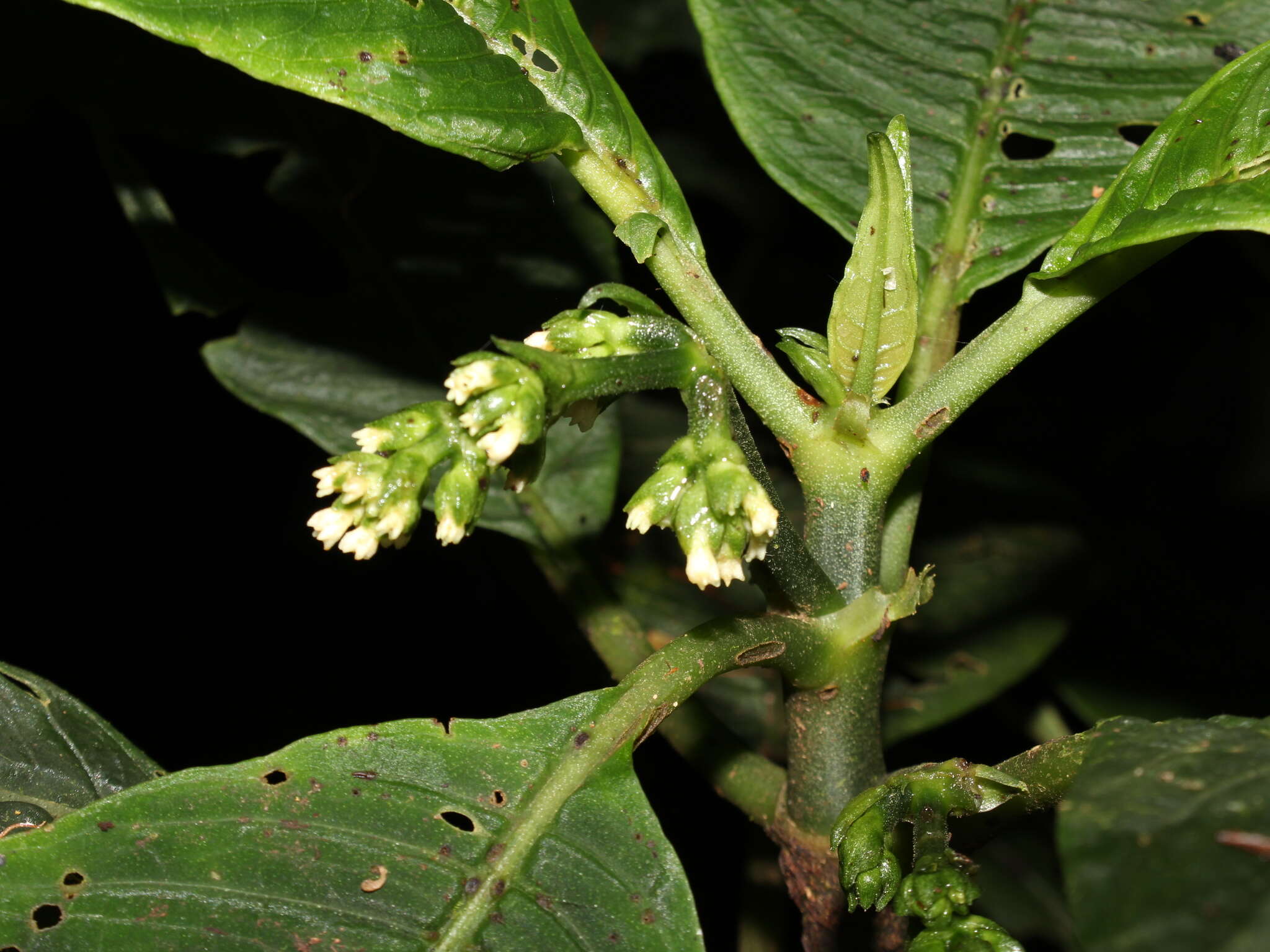 Image of Notopleura aggregata (Standl.) C. M. Taylor