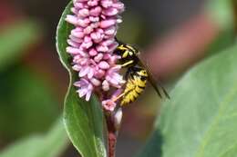 Image of Prairie Yellowjacket